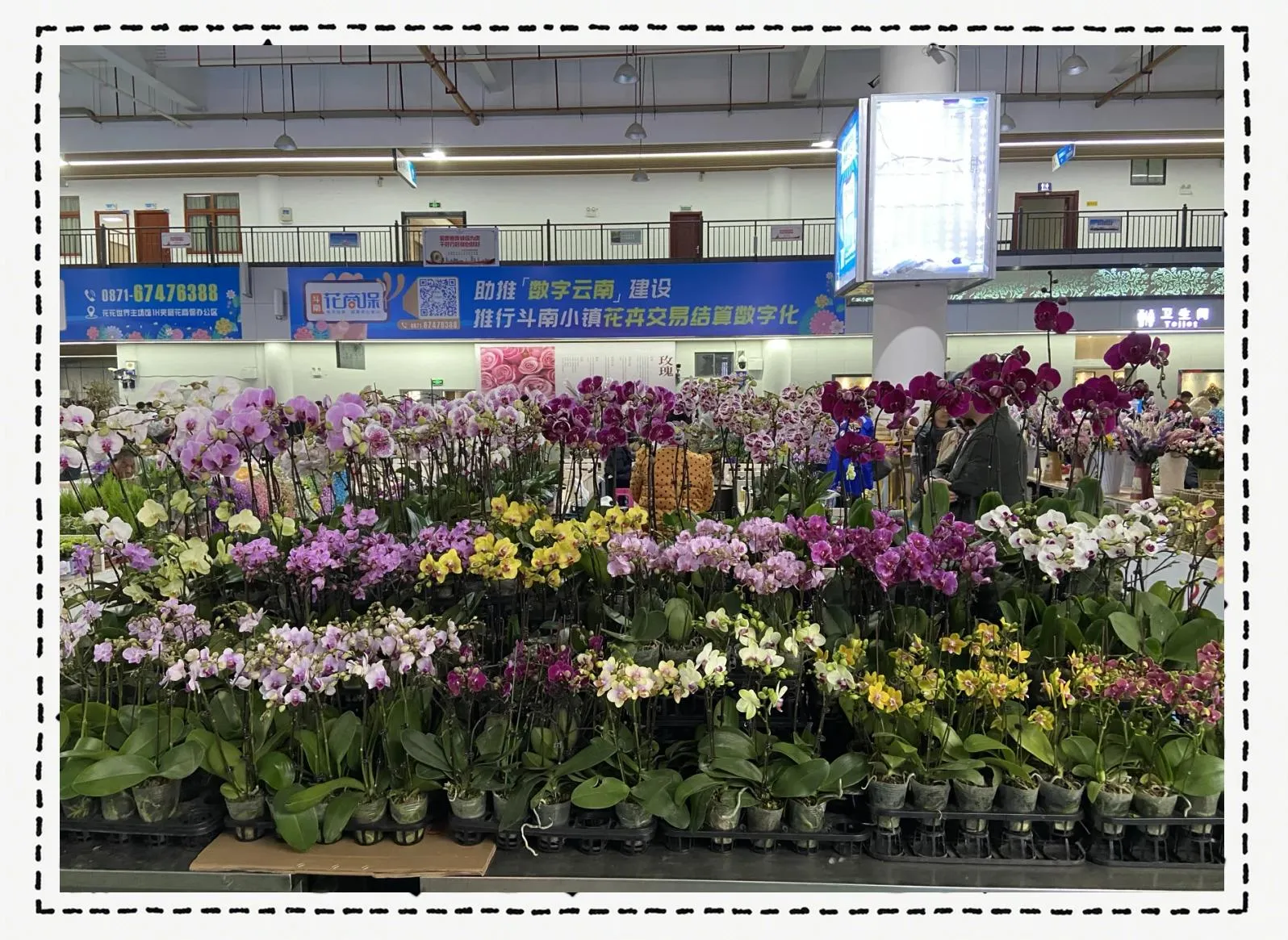 昆明（斗南花市·昆明老街） 🚂 昆明號 行程圖片 1